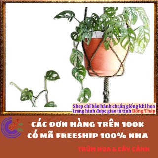CHẬU CÂY TRẦU BÀ LỖ SIÊU LỌC KHÔNG KHÍ cây trồng trong nhà️💄 Siêu Thị Hoa