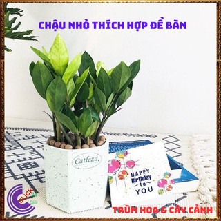 CHẬU CÂY KIM TIỀN NHỎ LÀM TIỂU CẢNH ĐỂ BÀN HÚT TÀI LỘC PHÚ QUÝ ️️🥁MiMa market