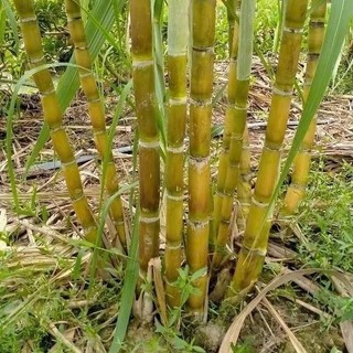 [HẠT NỘI ĐỊA TRUNG] - Hạt giống mía Hoàng Kim (HG nhập ngoại) gói 20 Hạt dòng mía cao sản rất ngọt