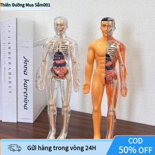 【48h】Mô hình cơ thể người – đồ chơi trẻ em bộ xương con người giải phẫu có thể tháo rời khoa học bộ xương người xếp hình