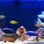 Top Resins Hippo Bể Cá Cảnh Quan Bể Cá Đá Bong Bóng Cảnh Quan