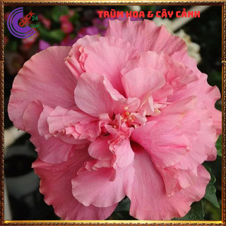 Cây hoa dâm bụt thái màu cánh hồng kép bông bụp đại hồng hoa cẩm quỳ💍SHOP PP ONLINE CLICK 24 GIỜ
