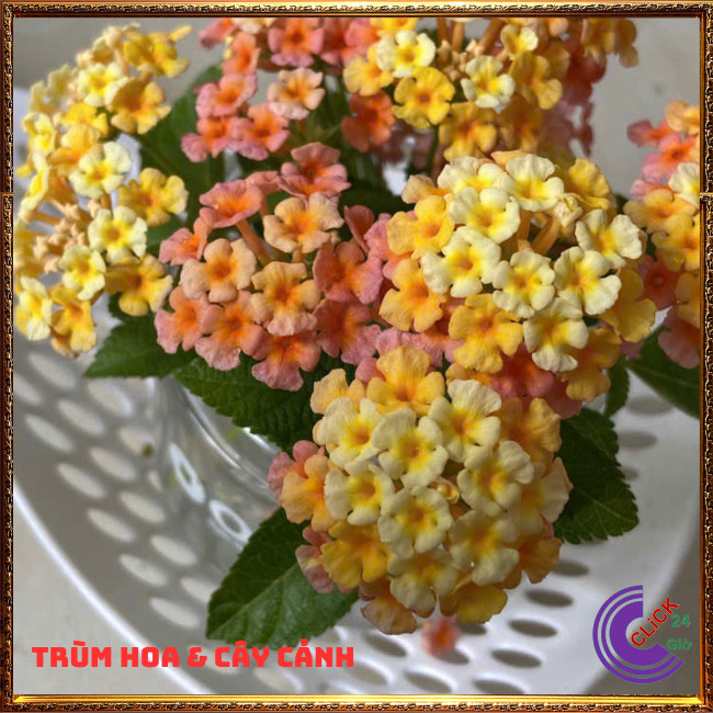 CÂY NGŨ SẮC VÀNG CAM MƠ TRỌN BỘ SƯU TẬP 50 MÀU TRÂM ỔI THƠM NGÁT ⏳ Hoa Mười Giờ Bonsai & Phụ Kiện