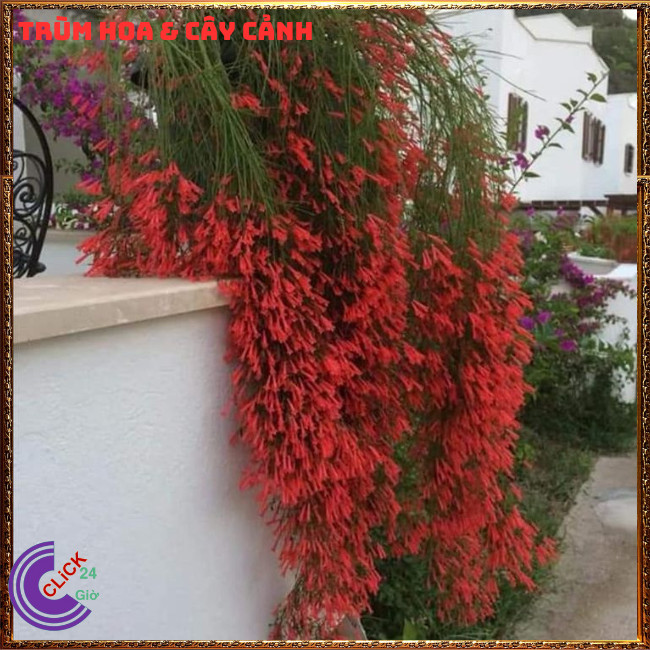 CHẬU CÂY LIỄU TƯỜNG ĐỎ HOA LẠ MẮT DỄ TRỒNG RỰC RỠ QUANH NĂM ⏳ Hoa Mười Giờ Bonsai & Phụ Kiện