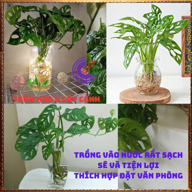 CHẬU CÂY TRẦU BÀ LỖ SIÊU LỌC KHÔNG KHÍ cây trồng trong nhà⏰ Hoa Mười Giờ Bonsai & Phụ Kiện