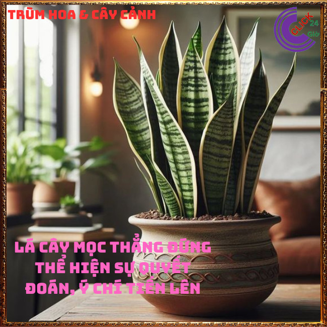 CHẬU CÂY LƯỠI HỔ CAO HƠN 50 CM CÓ NHIỀU CÂY LỚN KHỎE KHỬ ĐỘC TRỪ TÀ 🍇TRÙM HOA VÀ CÂY CẢNH