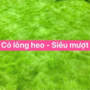 - Hạt giống cỏ Lông Heo siêu Mềm mượt