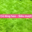 - Hạt giống cỏ Lông Heo siêu Mềm mượt