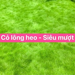 [CỎ TRỒNG VƯỜN] - Hạt giống cỏ Lông Heo siêu Mềm mượt