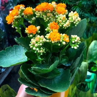 [NỞ 4 MÙA] - Hạt giống hoa sống đời KÉP mix nhiều màu