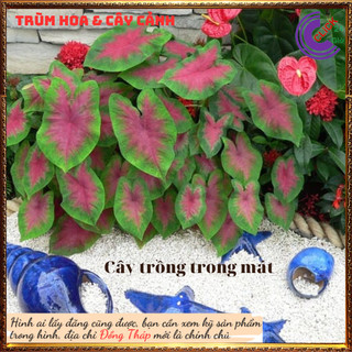 2 chậu Cây Môn Đỏ giống Mini Trồng Trong Nhà Bàn Làm Việc Tiểu Cảnh⌛ Siêu Thị Hoa Và Cây Giống