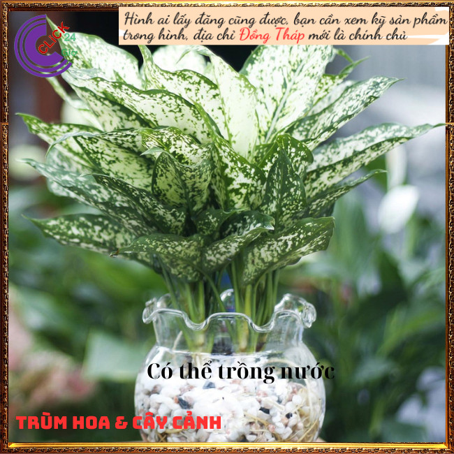 Cây Valentine trồng trong nhà mang may mắn siêu lọc không khí ⏰ Hoa Mười Giờ Bonsai & Phụ Kiện