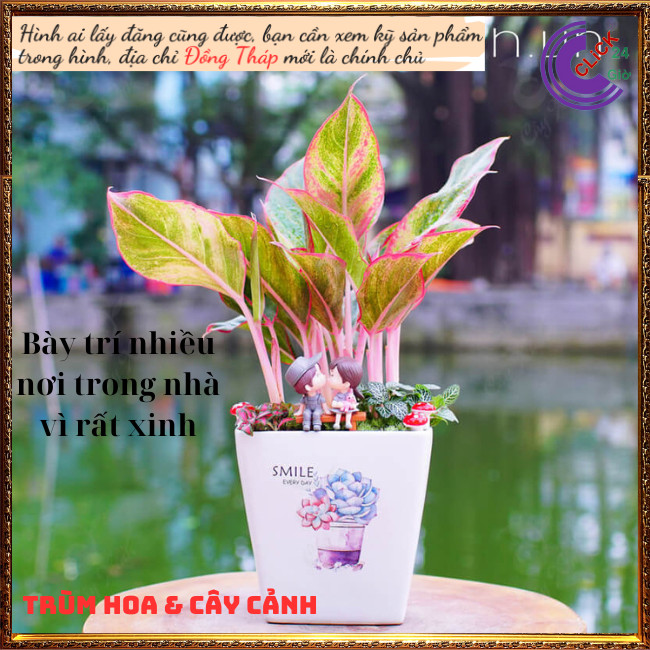 Chậu Cây Phú Qúy Đỏ phú Qúy Vàng Cây Trồng Trong Nhà Máy lọc không khí⏰Hoa Mười Giờ Bonsai & Phụ Kiện