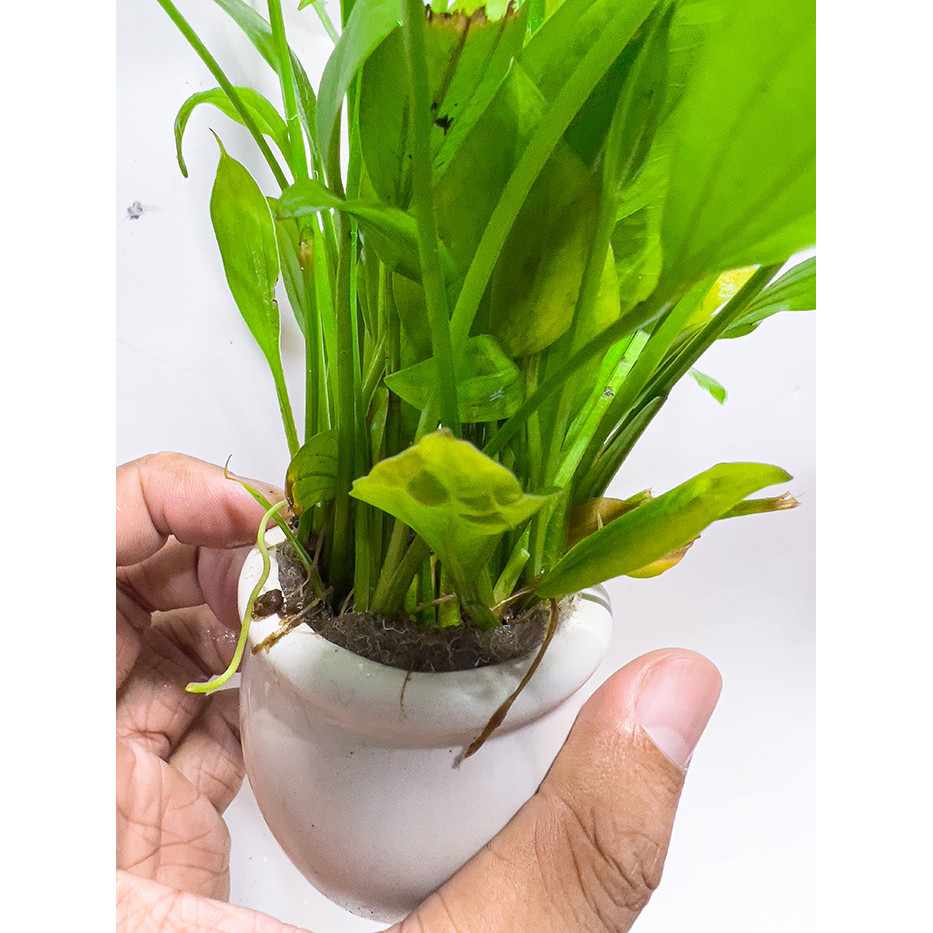 Lan Nước Chậu (Cây Thủy Sinh Dễ Trồng) Cho Bể Cá Cảnh