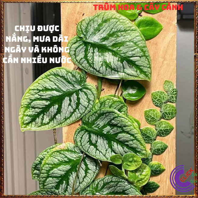 Cây TẮC KÈ BẠC LÁ TO dây leo tường đẹp như tranh vẽ 60cm họ thằn lằn⏰Hoa Mười Giờ Bonsai & Phụ Kiện