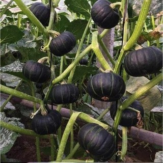 Hạt giống bí bơ hạt dẻ - ngọt nhất trong các loai bí - tỷ lệ nảy mầm 95% - Nông Nghiệp Việt