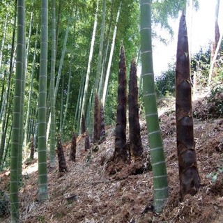 CHUẨN GIỐNG - Hạt Giống Tre khổng lồ MOSO thái lan, măng ngọt, năng xuất cao_Bạn với nhà Nông - Nông Nghiệp Việt