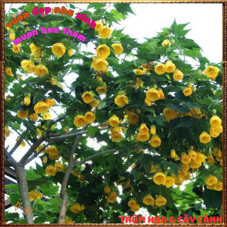 Chậu Cây Hoa Bụp Lồng Đèn VÀNG CHANH xinh xắn lạ mắt hoa quanh năm 🌺Làng Hoa Sa Đéc