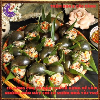 Chậu gừng trồng lấy củ và lá để ăn rất ngon và là dược liệu rất tốt💍SHOP PP ONLINE CLICK 24 GIỜ
