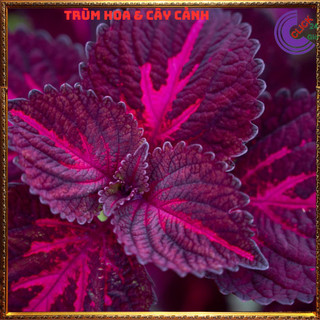CÂY LÁ GẤM SỌC TÍM TÍA TÔ CẢNH MÀU SẮC NỔI BẬT ĐẸP LẠ ⌛ Siêu Thị Hoa Và Cây Giống