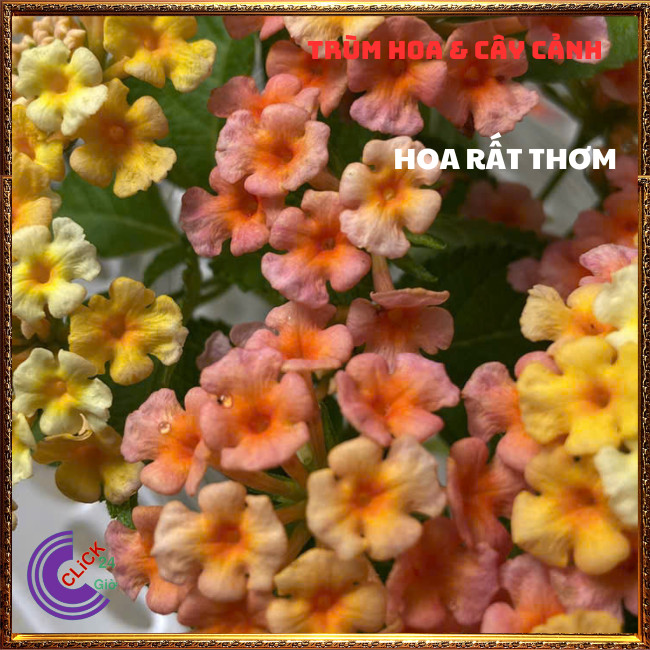 CHẬU TRÂM ỔI VÀNG CAM MƠ THƠM NGÁT SƯU TẦM NGŨ SẮC 50 MÀU RỰC RỠ⏳TRÙM HOA VÀ CÂY CẢNH