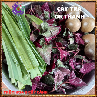 2 CHẬU CÂY TRÀ Ô LONG DÙNG NẤU NƯỚC SÂM GIẢI NHIỆT HƯƠNG DR THANH️💎Siêu Thị Hoa
