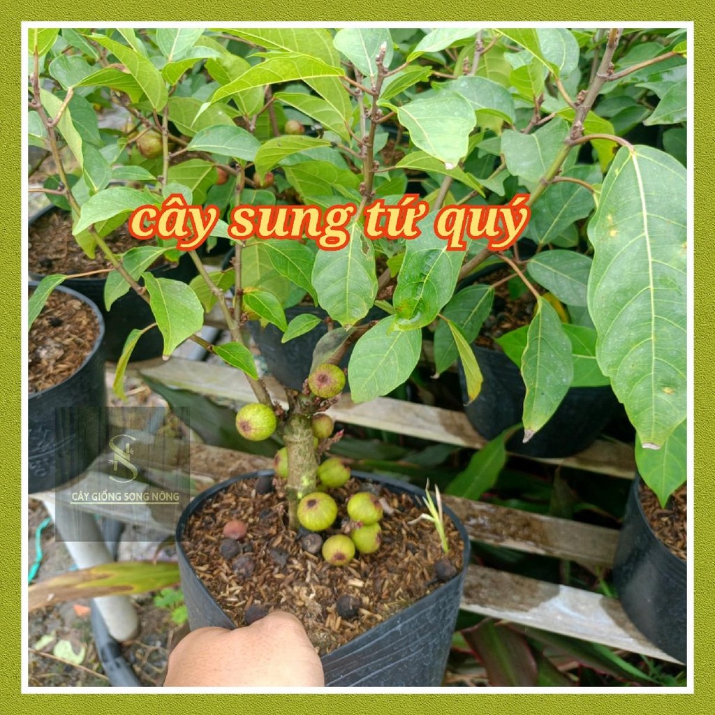 cây sung tứ quý - giống sung siêu trái - cây giống song nông | Shopee ...