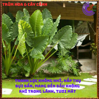 CHẬU CÂY RÁY VOI TRỒNG TRONG NHÀ MANG ĐIỀU MAY MẮN LỌC KHÔNG KHÍ ⏳Hoa Mười Giờ Bonsai & Phụ Kiện