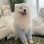 【Ready Stock】 2025 New Dog Elbow Pad Medium Large Dog Samoyed Golden Retriever Alaska Outing Protection Knee Pad qfJU
