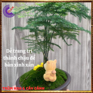 Cây kim thủy tùng trồng trong nhà cây phong thủy tốt để bàn làm việc️💄 Siêu Thị Hoa
