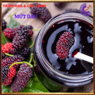 Cây Dâu Tằm Ăn Trái Thơm Ngon Nhiều Vitamin ️💄 Siêu Thị Hoa
