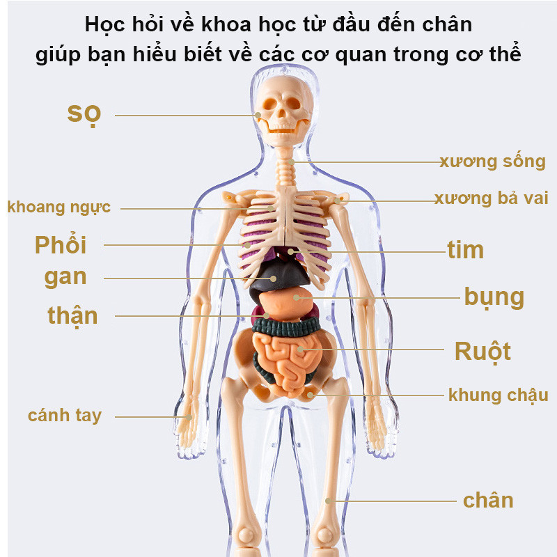 Mô hình người, Có Thể Tháo Rời, Mô hình giải phẫu cơ thể người cho bé khám phá, Đồ Chơi Khoa Học