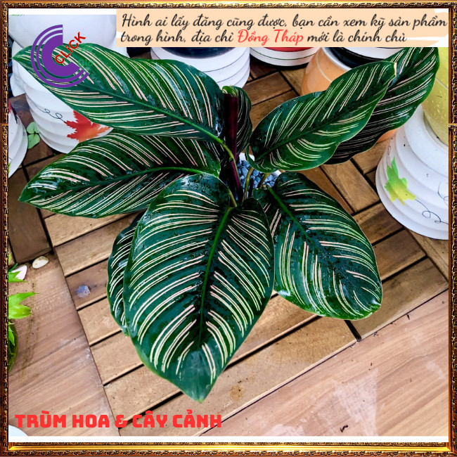 Chậu đuôi công sọc trắng cây để bàn lọc không khí đem đến may mắn⏰ Hoa Mười Giờ Bonsai & Phụ Kiện