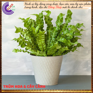 Cây ổ phụng dúng mới lạ mang đến sự yên ấm, bình yên trong gia đình⏰ Hoa Mười Giờ Bonsai & Phụ Kiện