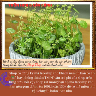 2 chậu cỏ đồng tiền để bàn may mắn xanh mướt xinh xắn rau má nhật⌛ Siêu Thị Hoa Và Cây Giống