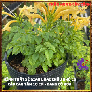 CÂY HOA RẠNG ĐÔNG VÀNG ĐỨNG TỪNG CHÙM RẤT ĐẸP DỄ TRỒNG NỞ QUANH NĂM⏰ Hoa Mười Giờ Bonsai & Phụ Kiện