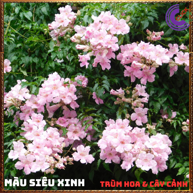 Chậu cây HỒNG THIÊN HƯƠNG dây leo hoa thơm nở quanh năm dễ trồng ⏰TRÙM HOA VÀ CÂY CẢNH