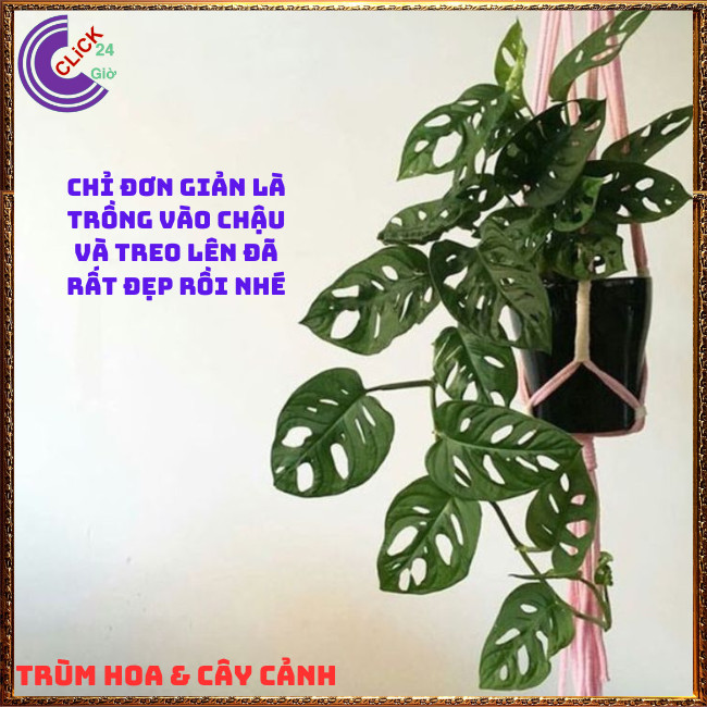 CHẬU CÂY TRẦU BÀ LỖ SIÊU LỌC KHÔNG KHÍ cây trong nhà không cần nắng⏰ TRÙM HOA VÀ CÂY CẢNH