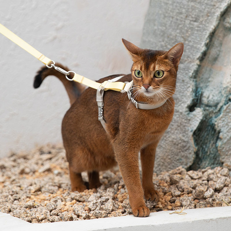 HamshMoc Escape Proof Cat Harness Bộ dây xích có thể điều chỉnh H-Back Nhẹ Khóa kẽm Khóa hạng nặng