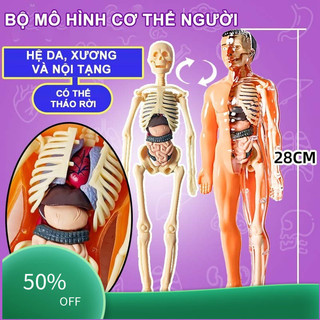 【48h】Mô hình cơ thể người – đồ chơi trẻ em bộ xương con người giải phẫu có thể tháo rời khoa học bộ xương người xếp hình