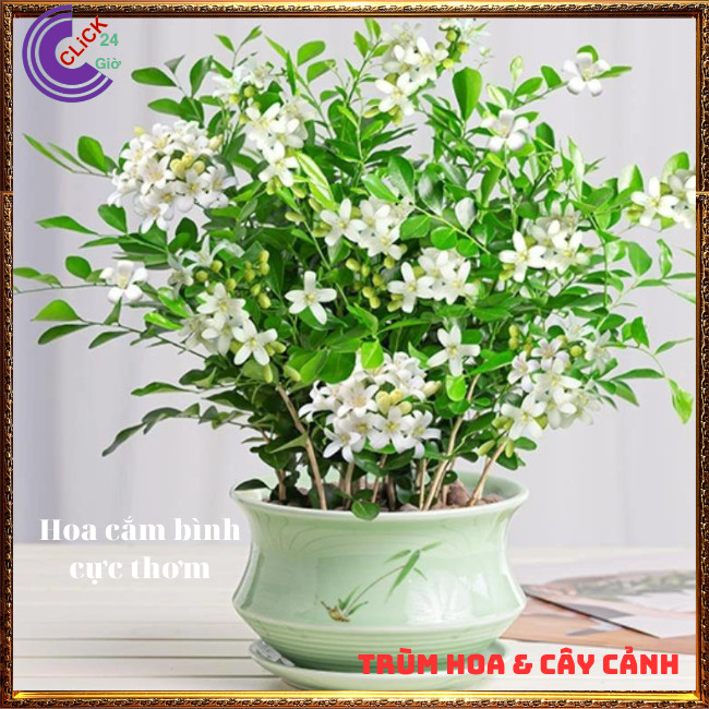 Cây nguyệt quế hoa thơm ngát nở xua đuổi tà khí mang lại tiền tài ⏰ Hoa Mười Giờ Bonsai & Phụ Kiện