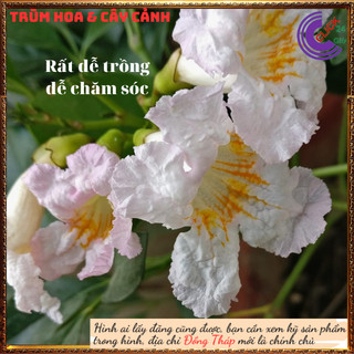 Cây nguyệt quế thái hoa to thơm ngọt hoa loe kèn rất đẹp hoa cả năm ⌛ Siêu Thị Hoa Và Cây Giống