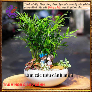 Chậu Dừa tụ thân mini có nhiều cây con, Cau tiểu trâm để bàn💍 SHOP PP ONLINE CLICK 24 GIỜ