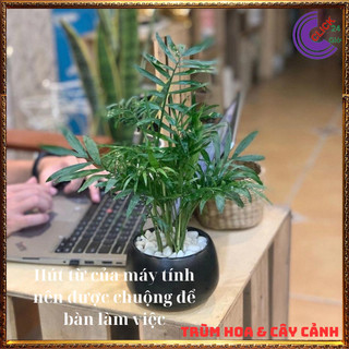 Chậu Cau tiểu trâm nhiều con cây văn phòng giúp hút tia điện tử ️️🥁 MiMa market