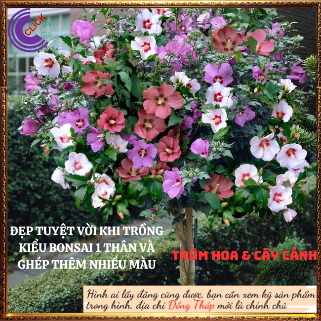 Chậu Hoa thiên quý tím đơn tuyệt đẹp hoa lạ giống mới hoa dâm bụt mới⏰TRÙM HOA VÀ CÂY CẢNH