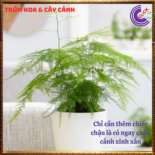 Cây kim thủy tùng trồng trong nhà cây phong thủy tốt để bàn làm việc️💄 Siêu Thị Hoa