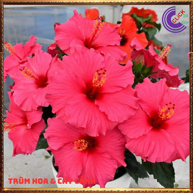 Chậu hoa râm bụt sen cánh đơn bông bụp thái đại hồng hoa cẩm quỳ khủng⏰TRÙM HOA VÀ CÂY CẢNH