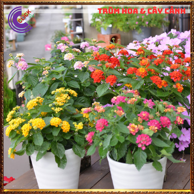 COMBO 9 CHẬU 9 MÀU HOA TRÂM ỔI RỰC RỠ THƠM NGÁT NGŨ SẮC TUYỆT ĐẸP⏳Hoa Mười Giờ Bonsai & Phụ Kiện