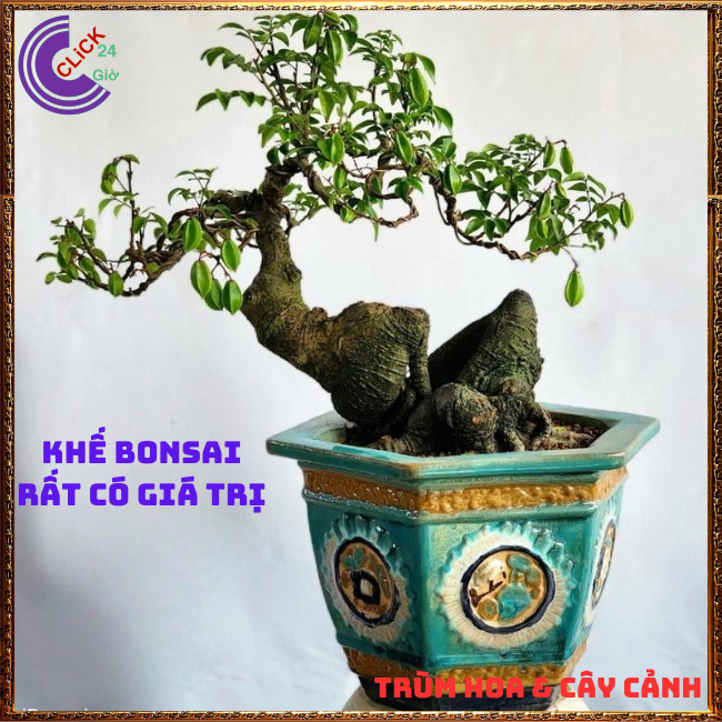 Chậu Cây Khế CHUA giống Thái Siêu Trái Cao 70cm dễ trồng nhanh trái🍇Hoa Mười Giờ Bonsai & Phụ Kiện