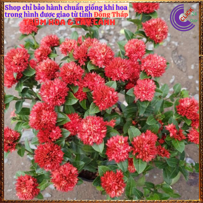 CHẬU HOA TRANG SEN BÔNG MẪU ĐƠN SEN CÁNH KÉP NỞ RẤT LÂU TÀN QUANH NĂM📕 Hoa Mười Giờ Bonsai & Phụ Kiện